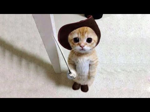 【面白い動画】 かわいい猫 – かわいい犬 – 最も面白いペットの動画 #6