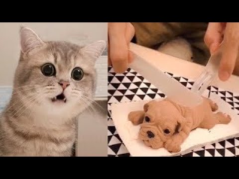 犬＆猫ケーキ ドッキリ| ケーキを切ることに対するイヌネコの反応-面白い犬のケーキの反応のコンパイル #3