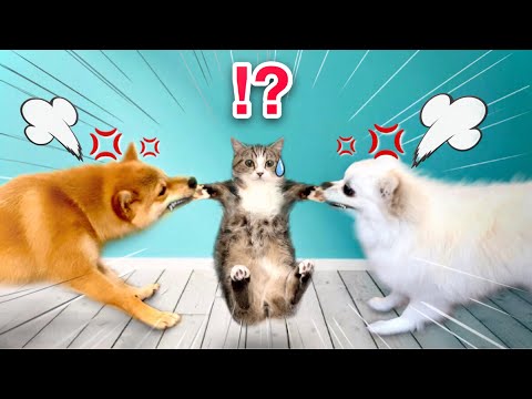 【子猫を返せー！！💢】柴犬達の大喧嘩💥 (#たまご犬猫)絶対に猫とくっついて寝たがる犬の戦い。仲良し寸劇Shiba Inu and Pomeranian Fighting for cat