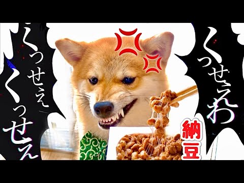 【初めての納豆が臭くてブチギレる柴犬。】”うっせぇわ”ならぬ”くっせぇわ”(#たまご犬猫)歌ってみた！Shiba inu Dog Angry at Smelly Food Natto