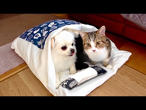 【寒い日は一緒に寝よう❤️？】犬と猫が同じ布団で眠るまで(#たまご犬猫)可愛い😴💤