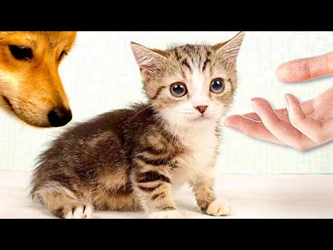 【マンチカン子猫は柴犬と仲良しになれる❓】(#たまご犬猫)可愛い短足のポンチが家にやってきた♪Baby cats & Shiba inu Dog Cute and Funny Kitty