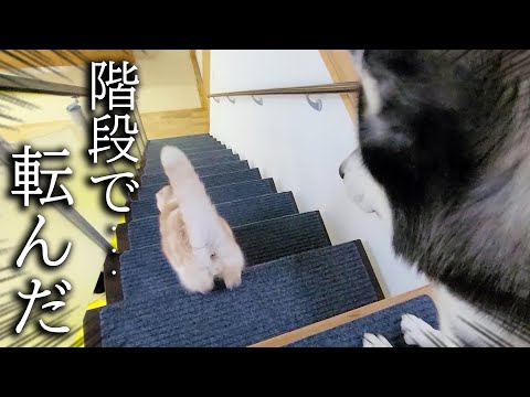 子猫に良いところを見せようとしたが階段で転んでしまったハスキー犬…