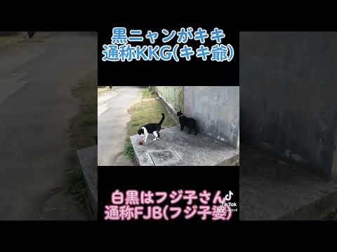 #猫散歩中 #黒猫 #ハチワレ猫 #島ねこ #猫のいる暮らし #shorts