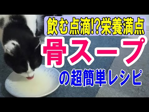 【飲む点滴】犬猫用骨スープの超簡単な作り方～腎臓病、尿石症、膵炎などの水分補給に～