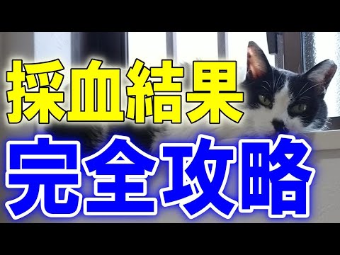 犬猫の採血結果を読む方法【ペットドック・健康診断】