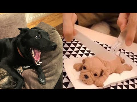 犬ケーキ ドッキリ| ケーキを切ることに対するイヌの反応-面白い犬のケーキの反応のコンパイル