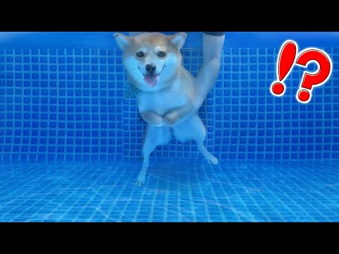 柴犬が初めてプールに入った時の反応🦊(#たまご犬猫) Shiba Inu enters the water pool for the first time.