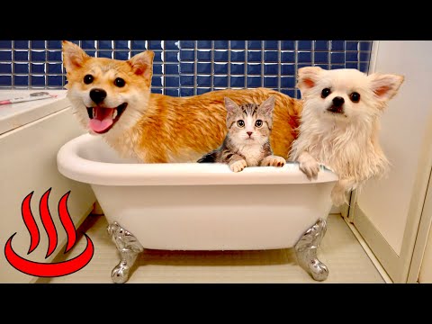 「みんなでお風呂に入るにゃ！♨️」犬と猫が初めて混浴(#たまご犬猫)
