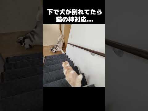 階段下で犬が倒れてた時の猫の行動が…#猫 #cat