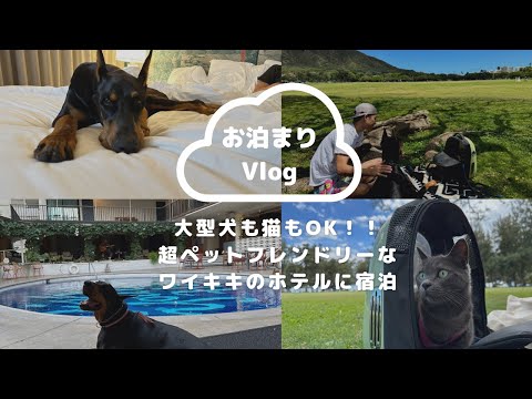 【医療系夫婦の移住記録】大型犬、猫OK！！　超ペットフレンドリーなワイキキのホテルにペットとお泊まり　#ドーベルマン #猫　#ハワイ　#アメリカ生活