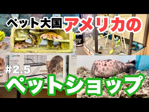 先進国のペットショップは凄かった！犬猫ウサギの生体販売やってません【#2.5元飼育員のアメリカ旅】【ロサンゼルス・チンチラ・ハムスター・モルモット・インコ・カメ】