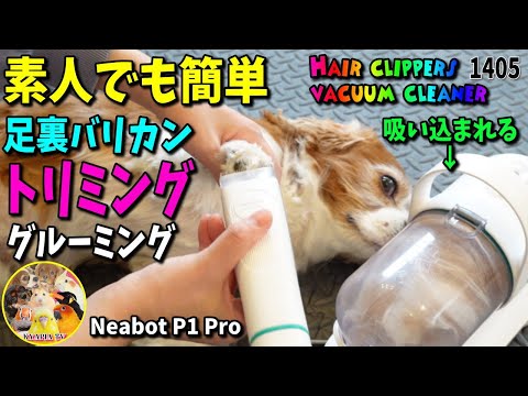 簡単！初心者おすすめ！犬 猫のトリミング 足裏バリカン やり方 使い方【Neabot P1 Pro】キャバリア・サマーカット ヘアケア 掃除機 #1405