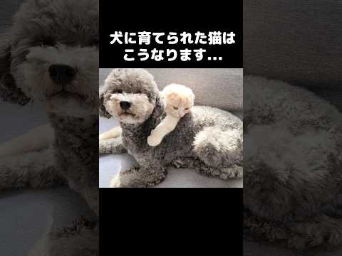 犬に育てられた猫ちゃんはこうなります…笑#shots