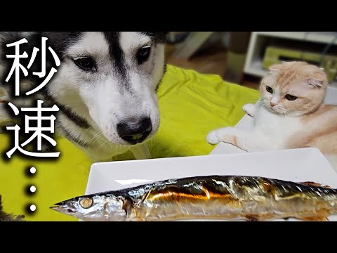 さんまを焼いたら猫と犬が大興奮で集まってまさかの…