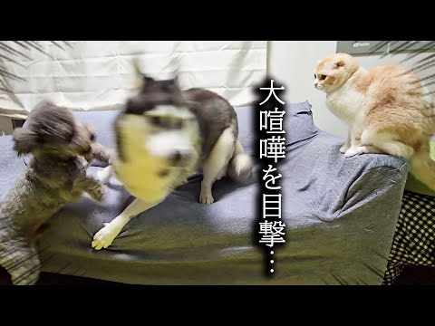 犬の喧嘩を目撃した猫の行動に驚きました…