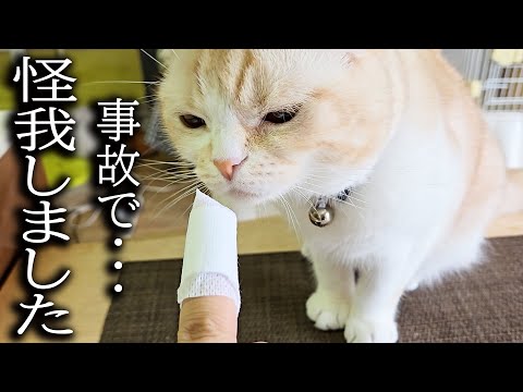 事故でケガさせちゃった猫が犬と驚きの行動に…