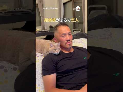 距離感がまるで恋人｜PECO #犬と猫 #保護猫 #ジャーマンシェパード#ウルフドッグ #大型犬 #犬と猫のいる暮らし #dogandcat  #germanshepherd #wolfdog