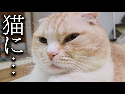 もう猫になるしかない…