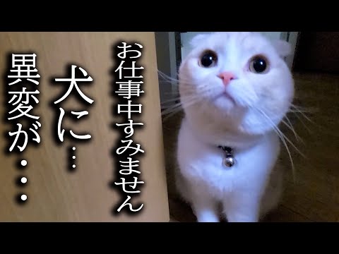 深夜に犬の異変に気づいた猫について行った結果…