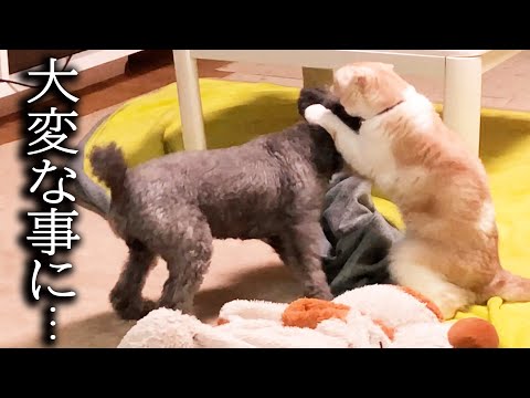 猫が犬の頭にかじりついた結果こうなっちゃいました…