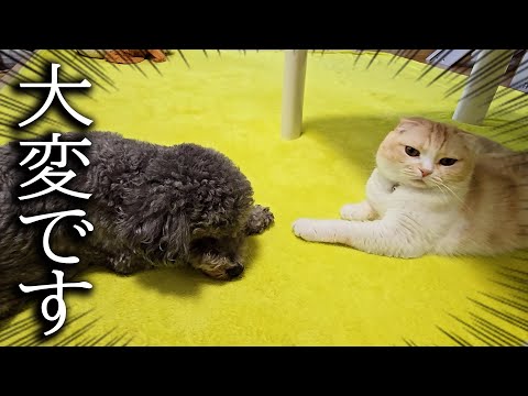 犬の朝のルーティンに異常が…