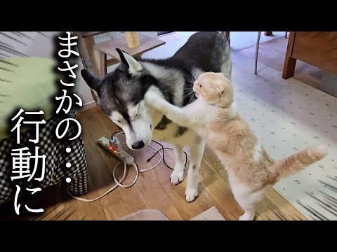 かまってモードの猫を無視した結果がこちらです…