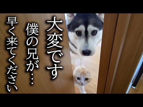 犬と猫の様子がおかしいのでついて行くと異変が…