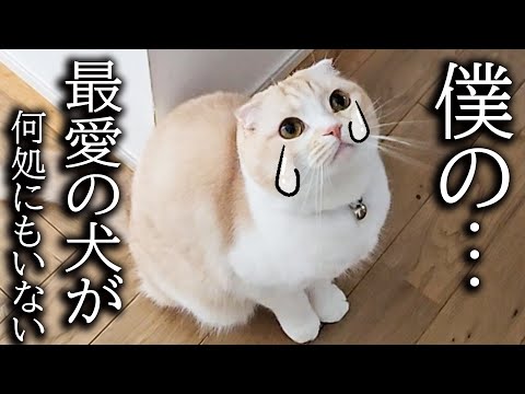 犬を預けることになりました…