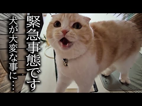 猫が大泣きして犬の異変を知らせにきたのでついて行くと…