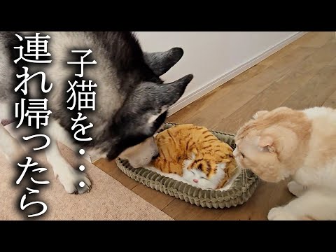 売れ残った子猫を連れ帰ったら先住猫と犬が大変なことに…