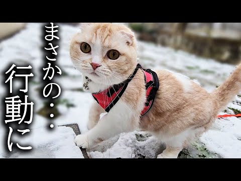 生まれて初めて雪の中を散歩した猫がとんでもないことに…