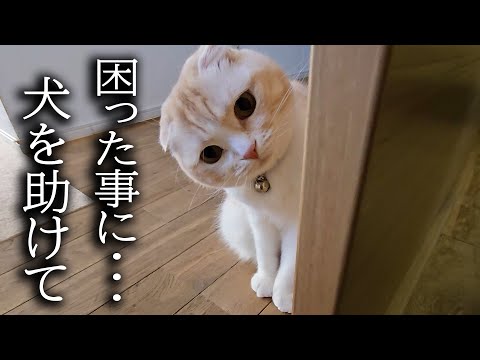 早朝から猫がニャーニャー騒ぐのでついて行くと大変なことが…