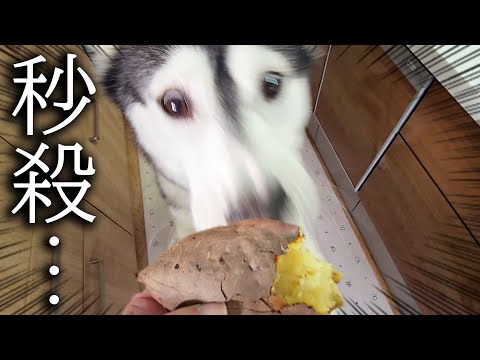 生まれて初めて焼き芋を食べた猫と犬の反応がこちらです…