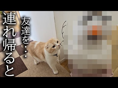 こっそり友達を連れ帰ったら先住猫と犬が大変なことに…