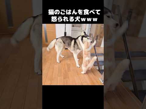 猫のご飯を食べてしまい怒られる犬…笑#shorts