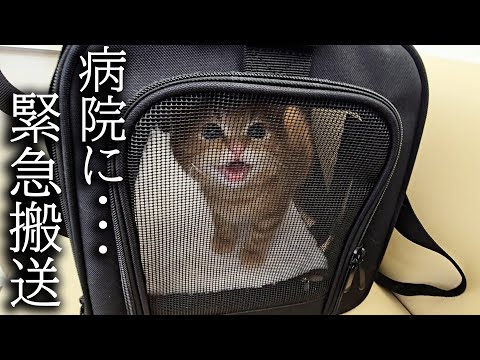 子猫が頭を怪我してしまい病院に緊急搬送しました…