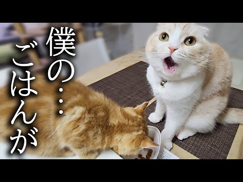 子猫にごはんを横取りされた結果こうなりました…