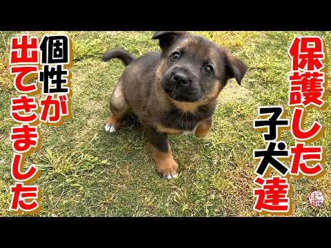 【保護犬　子犬　元繁殖猫】保護した子犬達の個性＋おまけコーナー