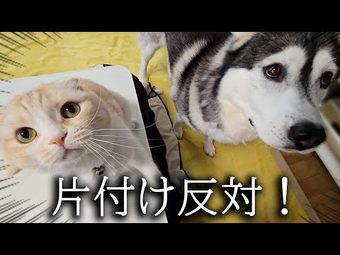 こたつ片付けたら猫がハスキー犬を連れて文句言いにきた…