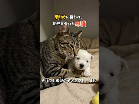 犬に我が子を奪われた母猫、孤児の子犬を育む奇跡