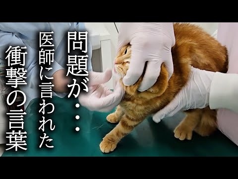 子猫が手術前に病院に検査に行くと問題が…