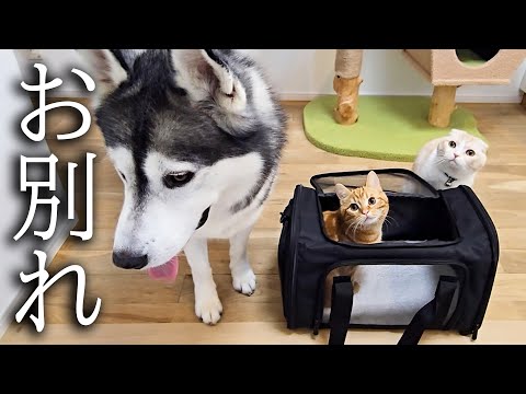 子猫の手術の為病院に向かいます…