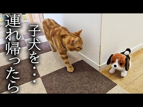 子犬を連れ帰ったら犬と子猫達が大変なことに…