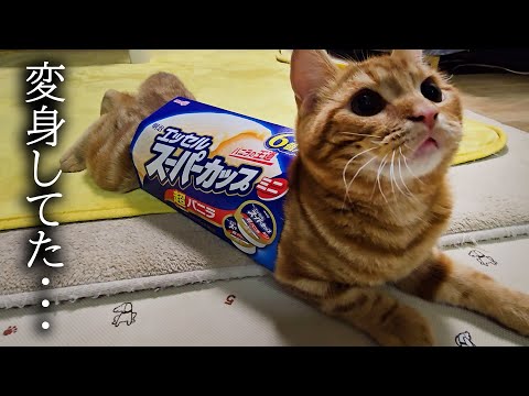 ハスキー犬がくんくん騒ぐのでついて行くと子猫がこうなってた…