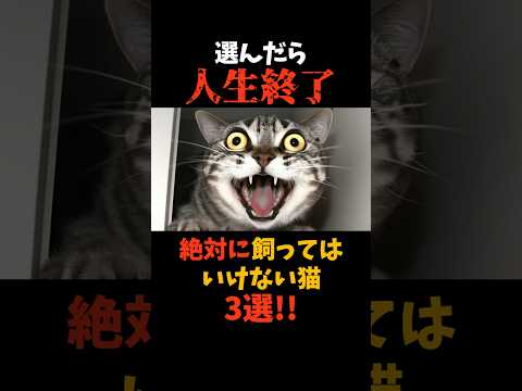 絶対に飼うな！人生が終了する猫3選#shorts