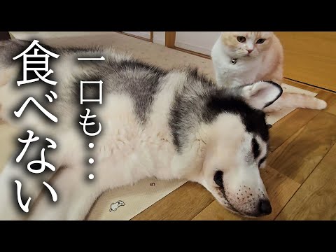 ハスキー犬が一口もごはんを食べなくなってしまいました…