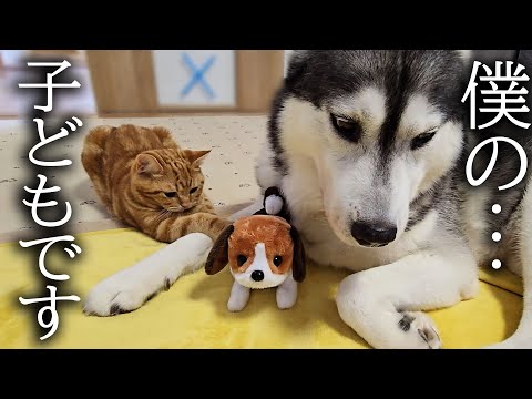 売れ残った子犬を可愛がっていたら嫉妬した子猫が大変なことに…