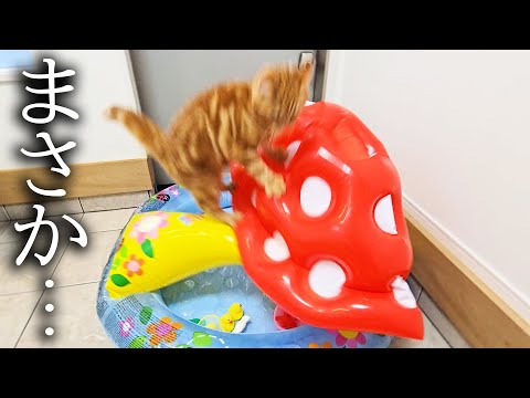 家の中にプールがあったら子猫と犬が大喜びで大変なことに…