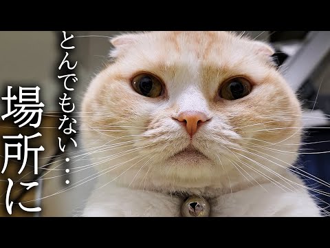 深夜に猫にこっそりついて行くととんでもない場所に秘密基地を…